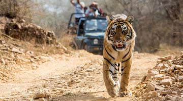 Taj Mahal with Bandhavgarh