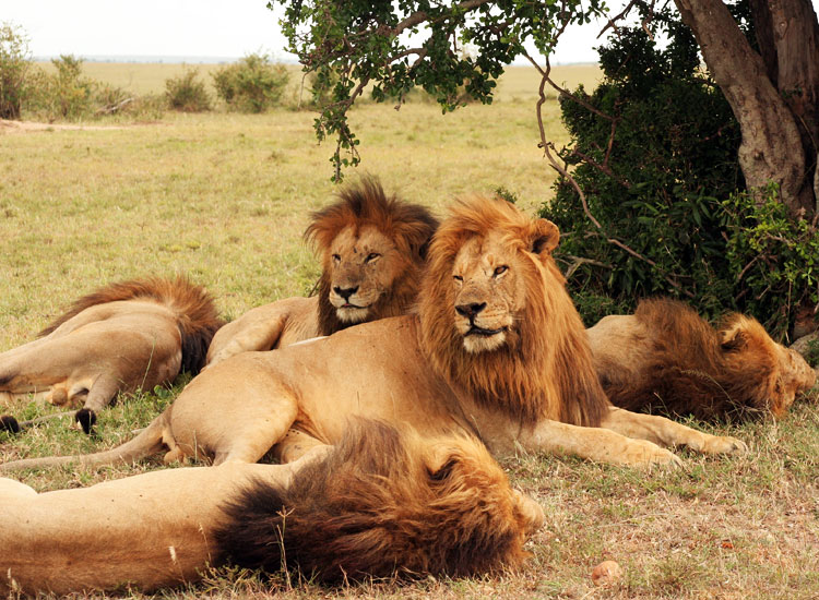 Gir National Park, Gujarat