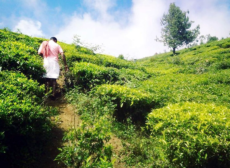 Kolukkumalai Tea Estate, Kottagudi