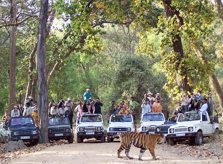 Bandipur National Park, Karnataka