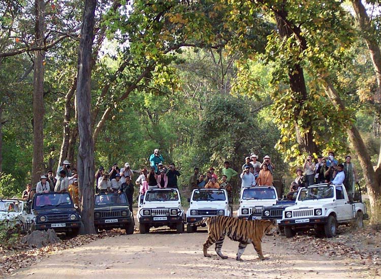 Bandhavgarh National Park in MP