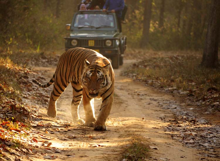 Kanha National Park in Madhya Pradesh