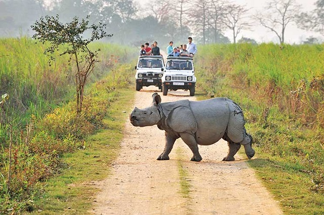 Kaziranga National Park, Assam