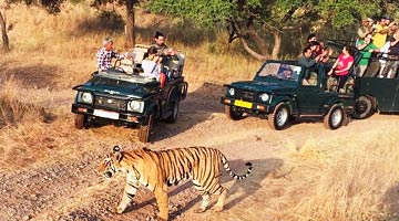 Golden Triangle Tour with Ranthambore